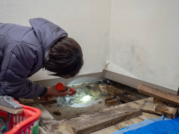 Best Attic Mold Removal  in Xenia, OH