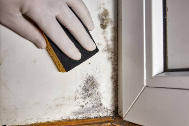 Best Commercial Mold Inspection  in Xenia, OH
